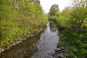 Myers Park Stream